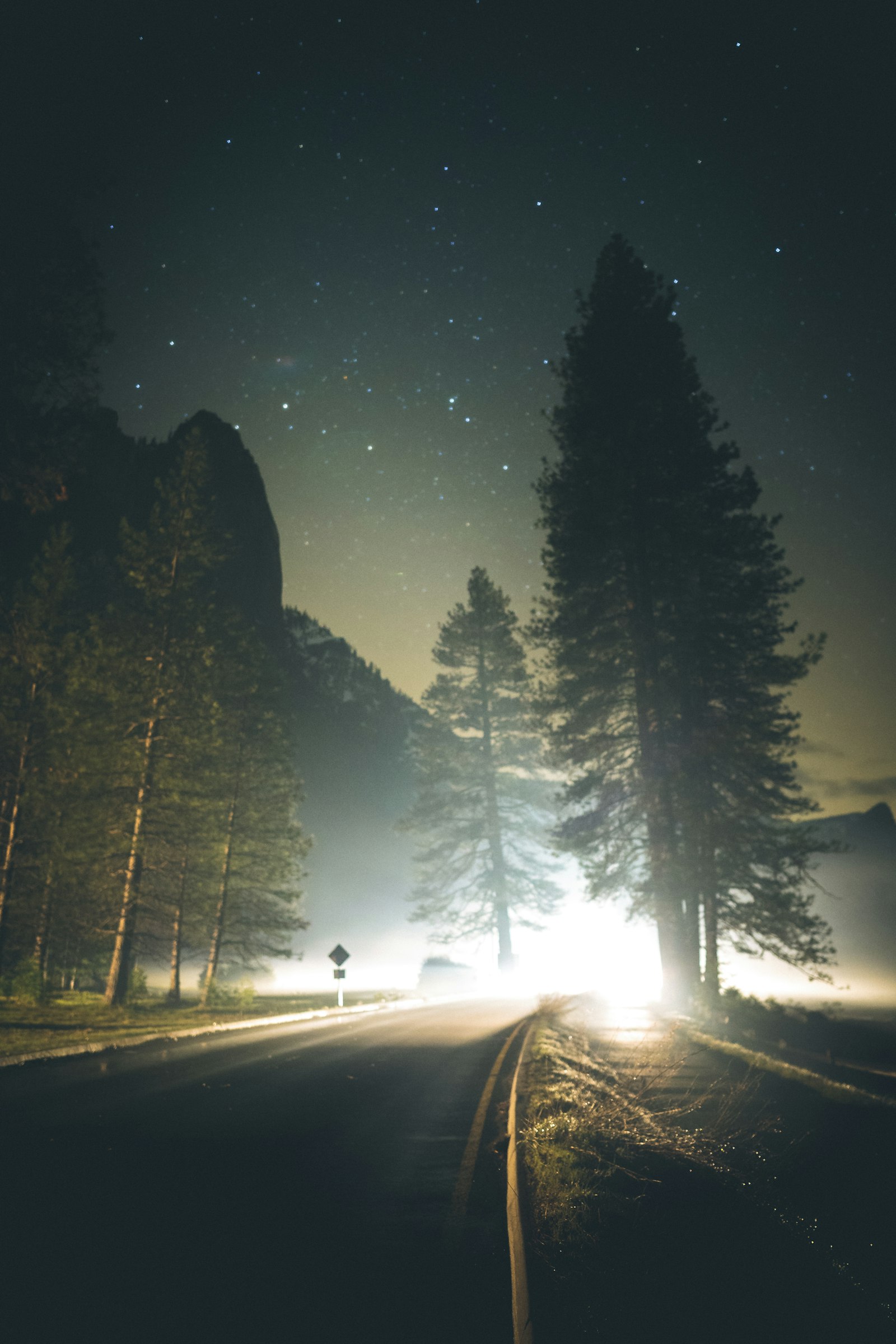 Sony FE 24mm F1.4 GM sample photo. Pine trees during night photography