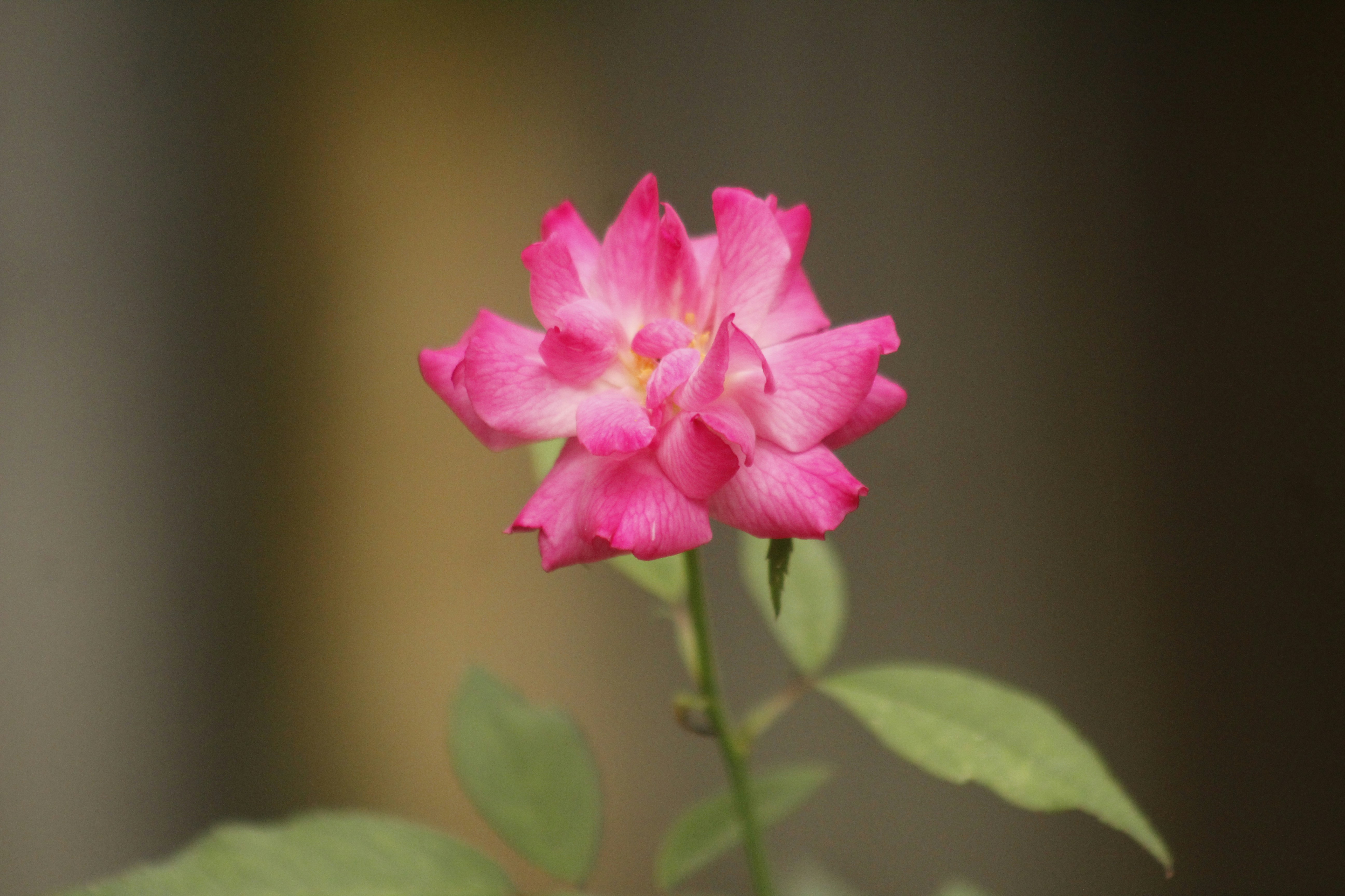 Photo by mironphotography