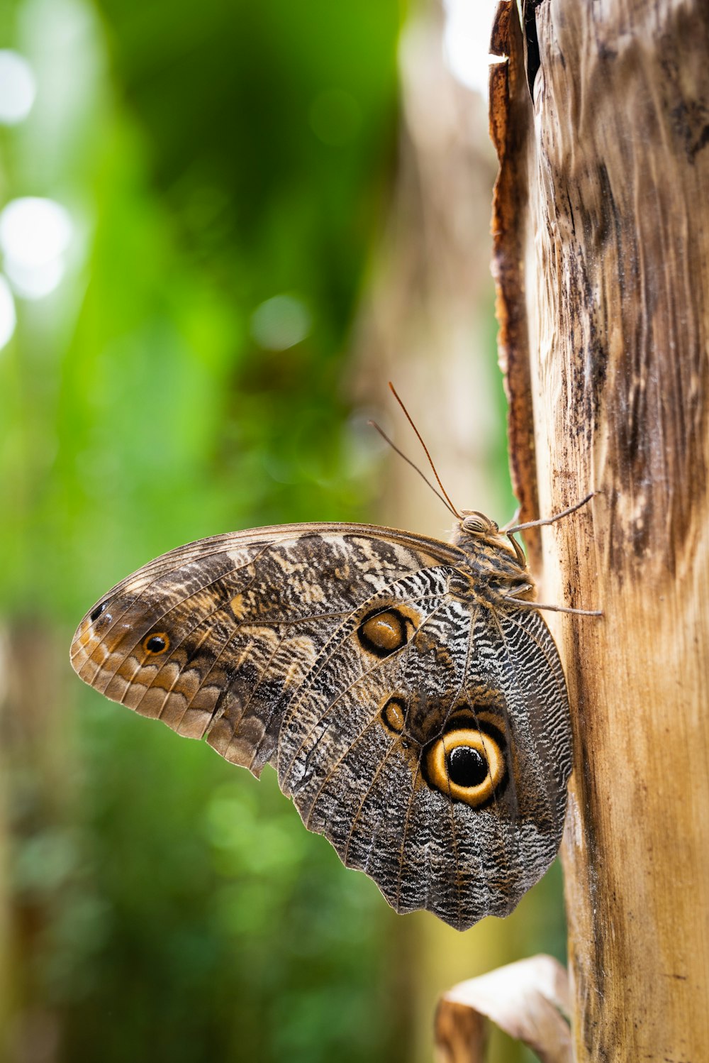 brown butterfly