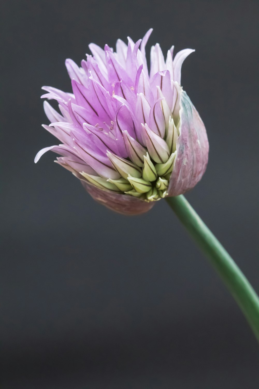 purple flower