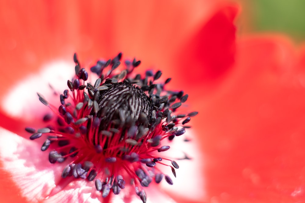 red and white flower in macro photography