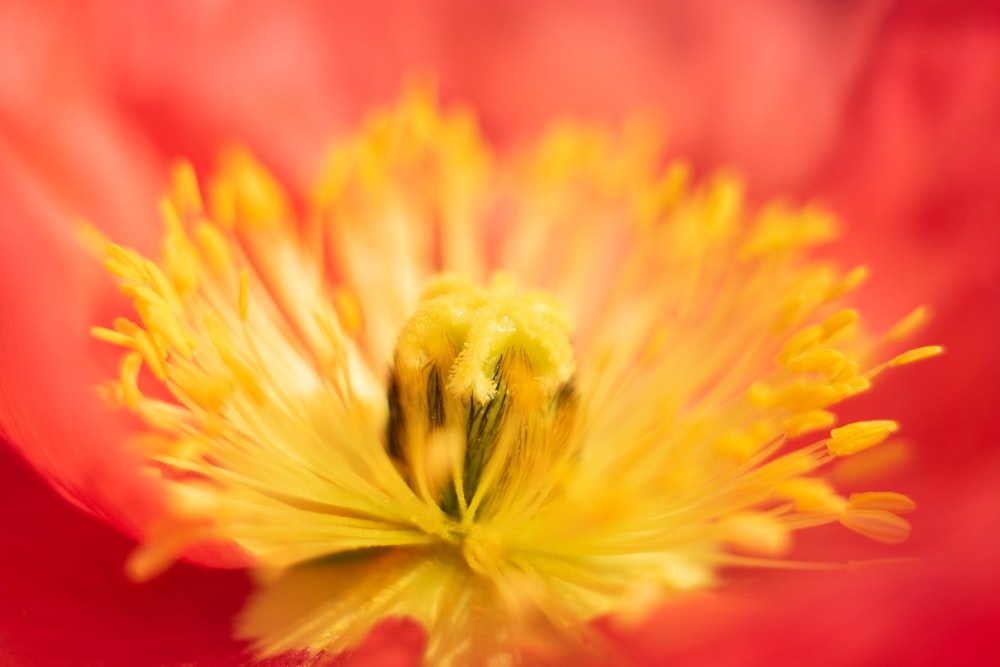 yellow and red flower in macro photography