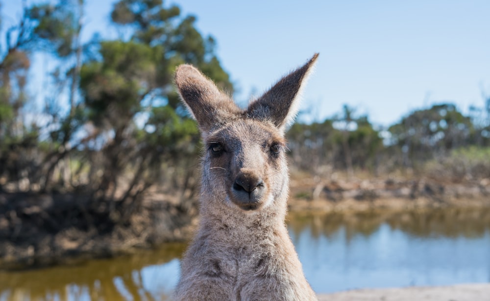 close-up photo of kangaroo near lake