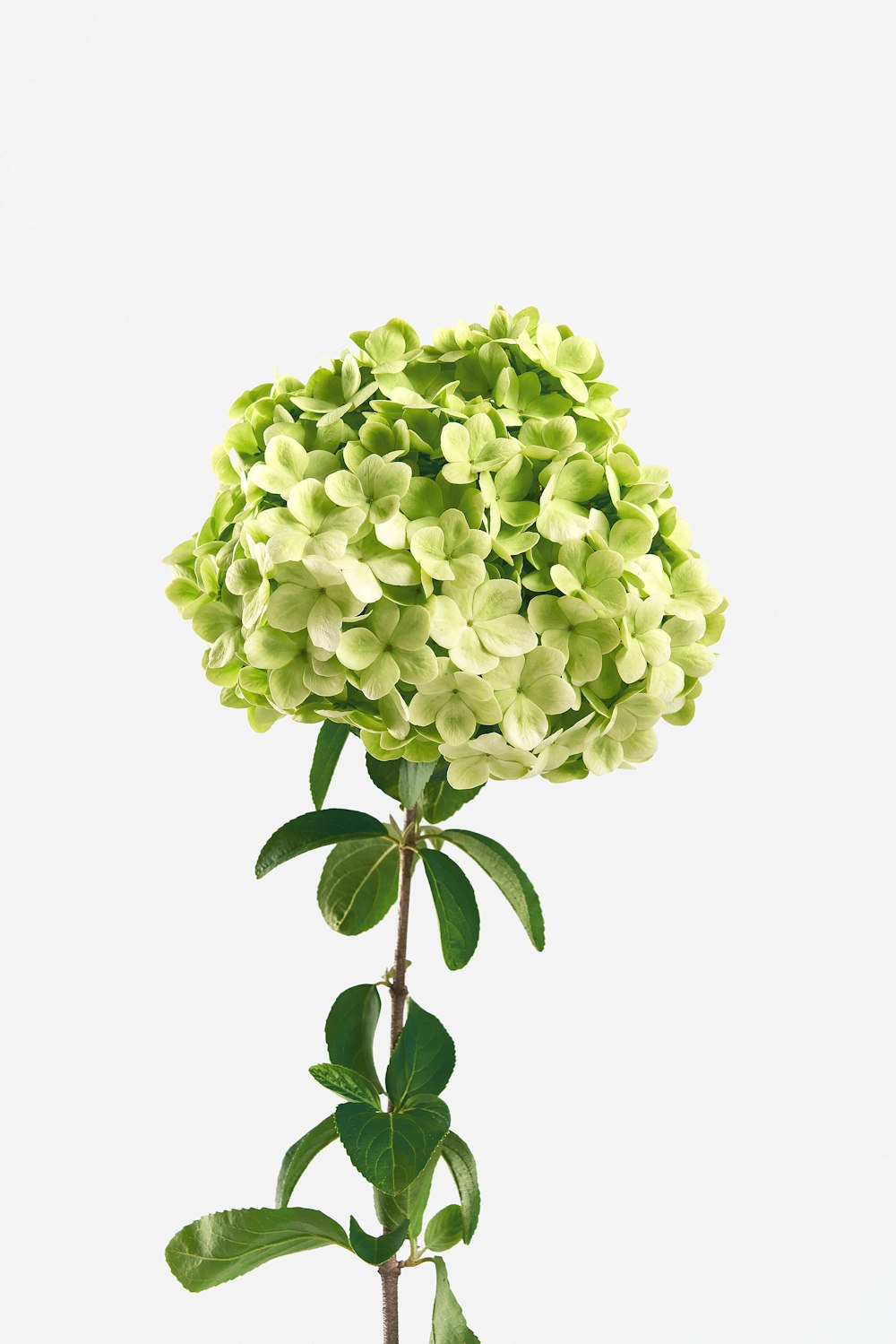 green hydrangea flowers