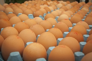 Fresh eggs neatly arranged ready for wholesale distribution