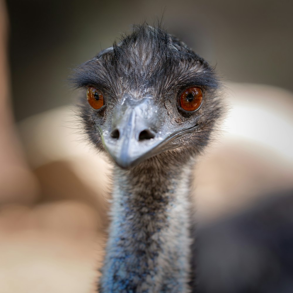 selective focus photography of Ostrich