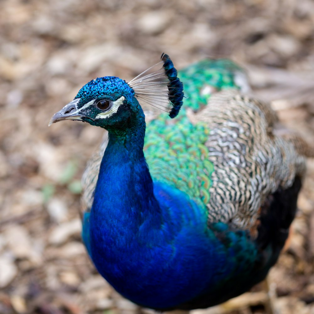 blue bird in close-up photo