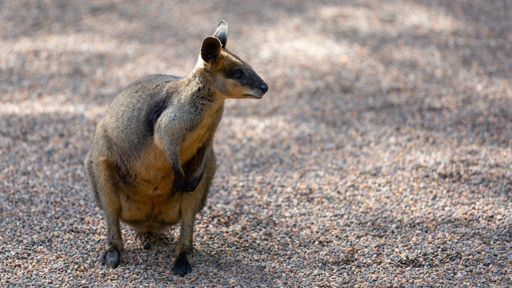 brown kangaroo kid