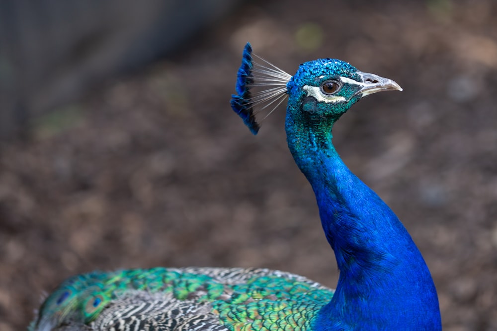 a blue and green peacock standing in dirt