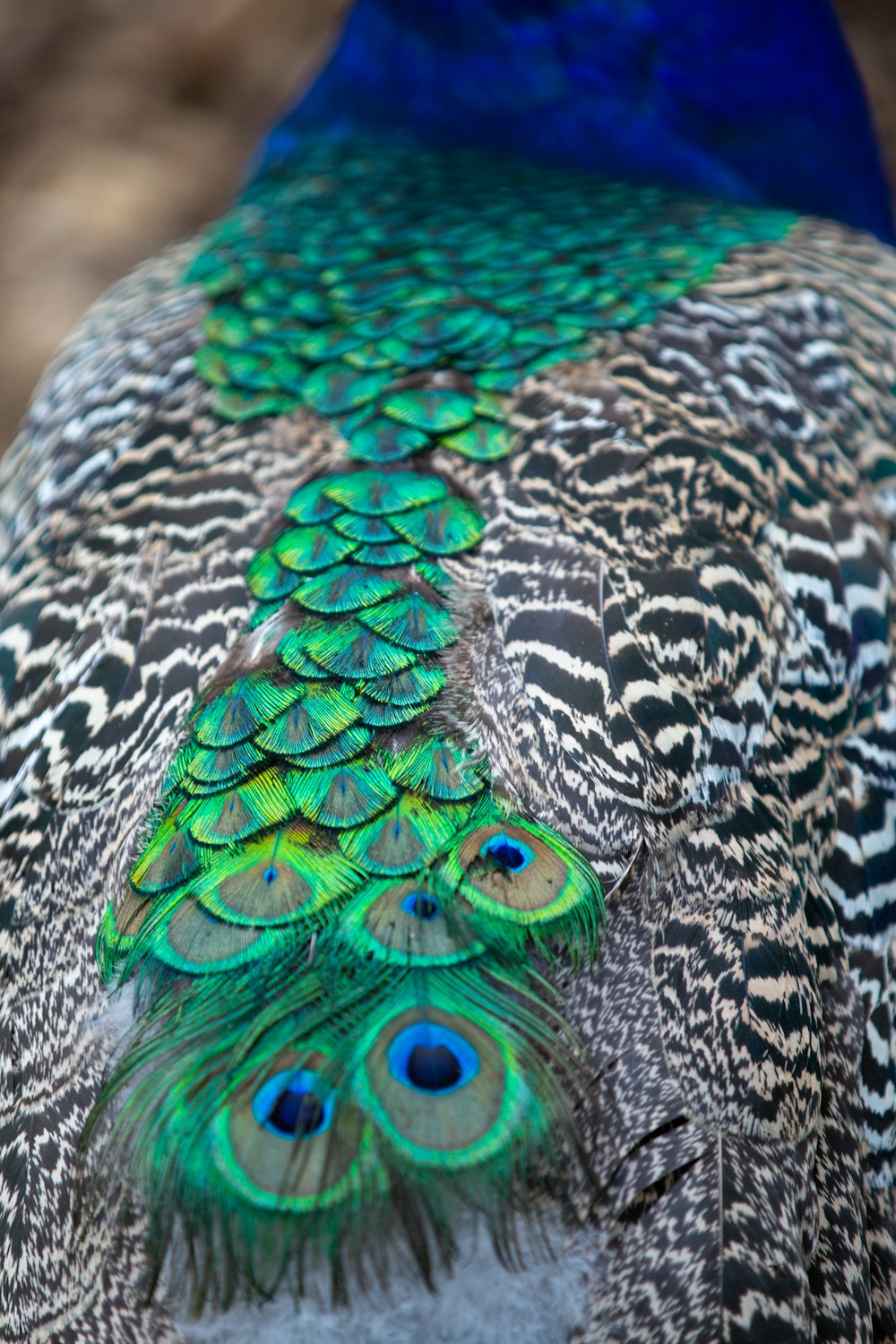 grey, green, and blue peacock