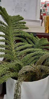 Close-up of a plantometer sensor gently inserted into a vibrant green potted plant.
