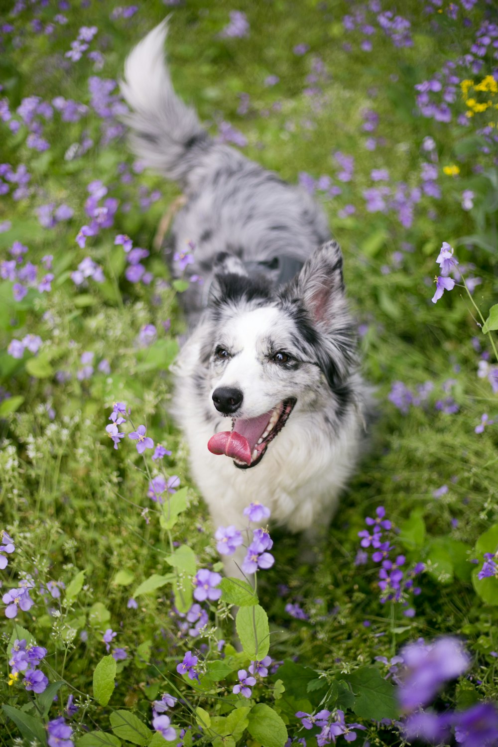 a gray and white dog standing in a field of purple flowers