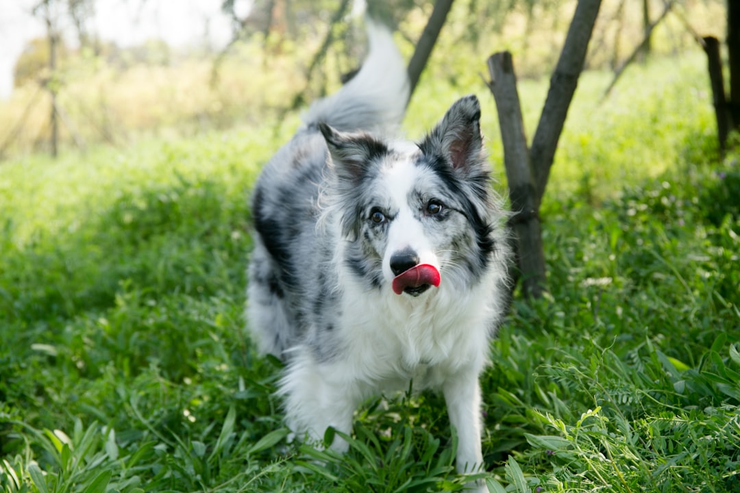 long-coated black and white dog