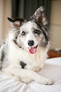 A happy pet relaxing in a clean home.