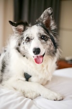 A fluffy white and black dog with perky ears and a joyful expression lies comfortably indoors. Its tongue is out, and it appears relaxed and friendly.