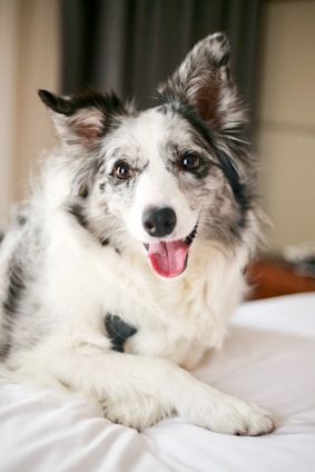 A fluffy white and black dog with perky ears and a joyful expression lies comfortably indoors. Its tongue is out, and it appears relaxed and friendly.