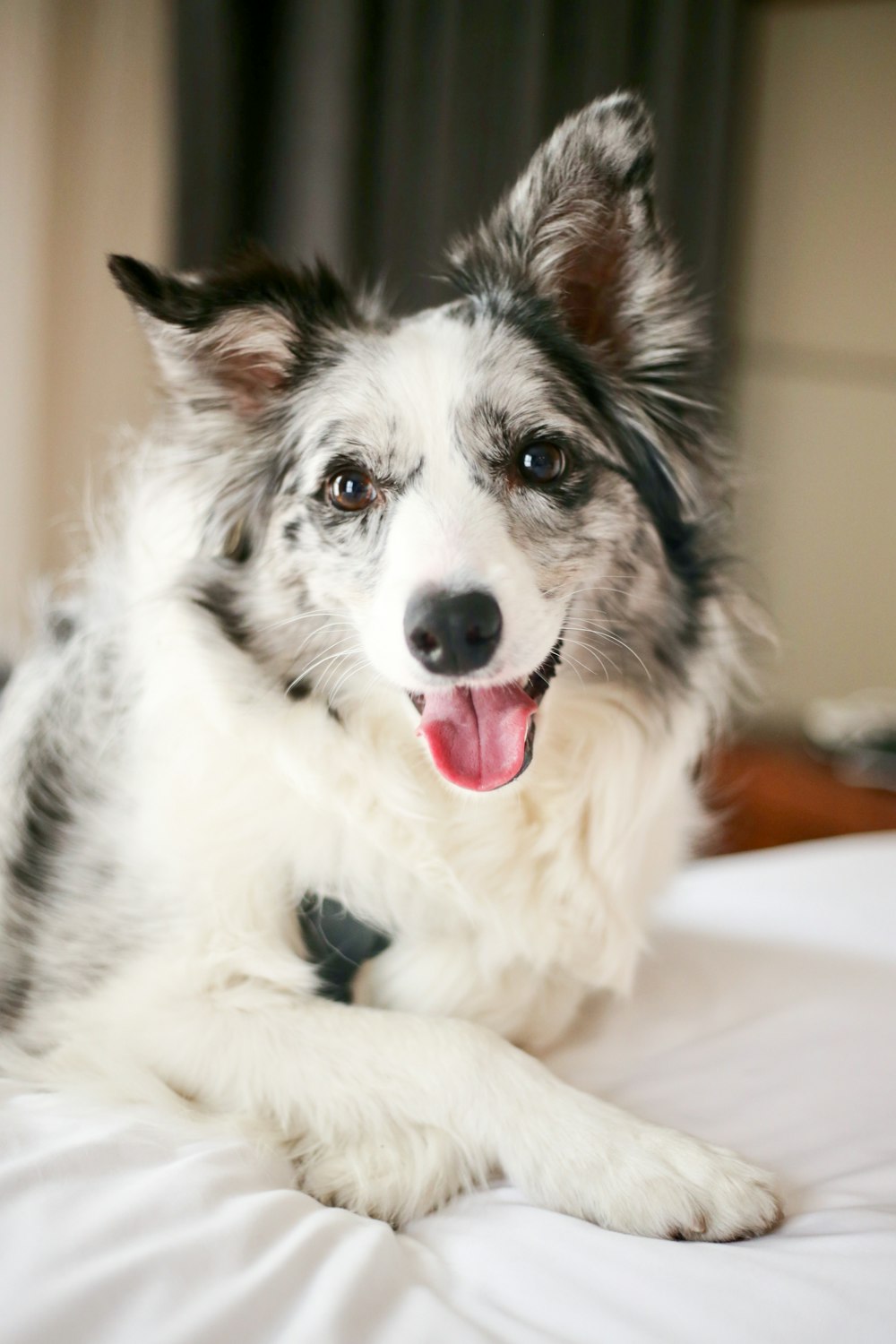 a black and white dog laying on top of a bed