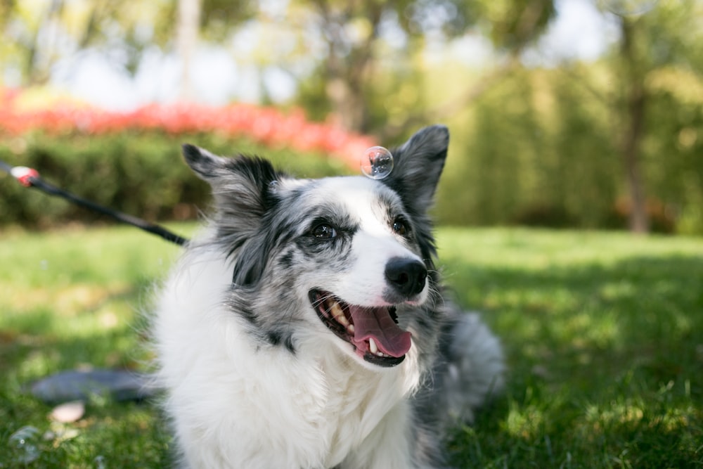 white gray short coat dog