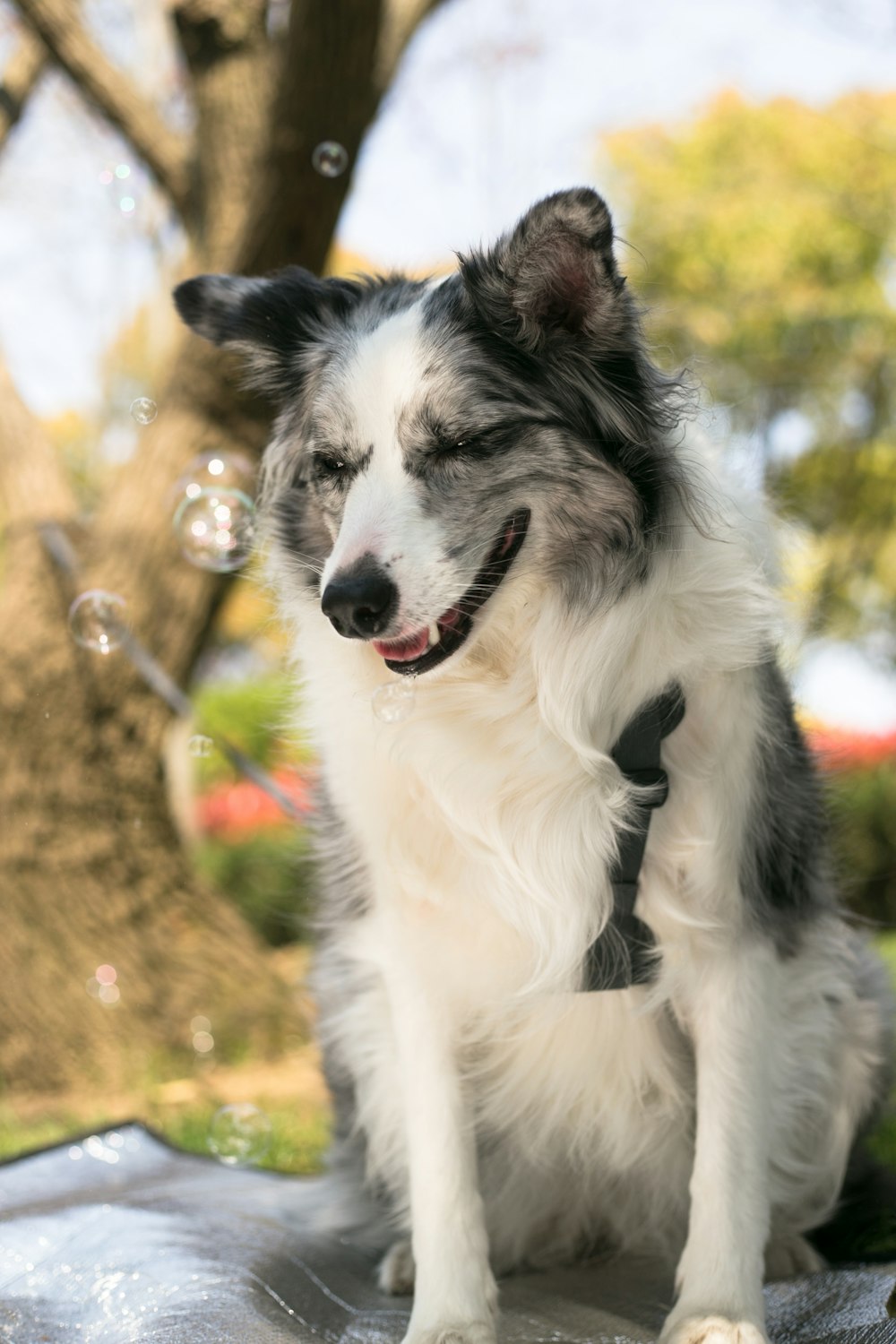 white and black dog sitting near tree