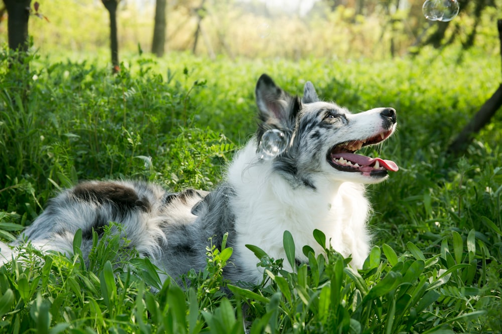 a dog laying in the grass with a bubble in its mouth