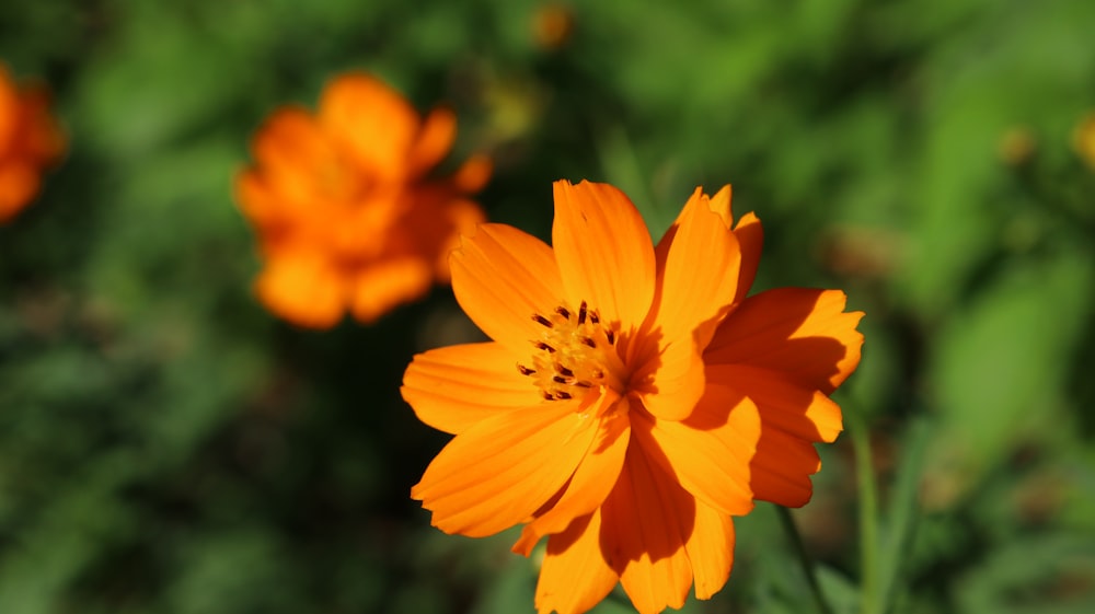 selective focus photo of orange flower