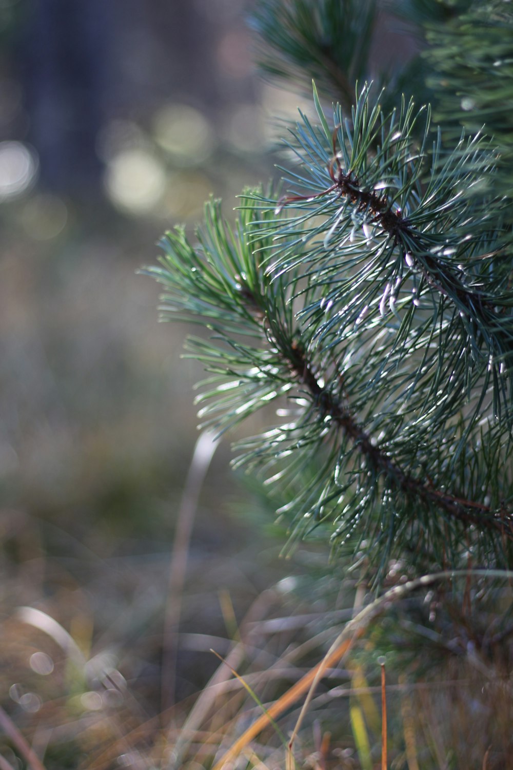 green-leafed plant