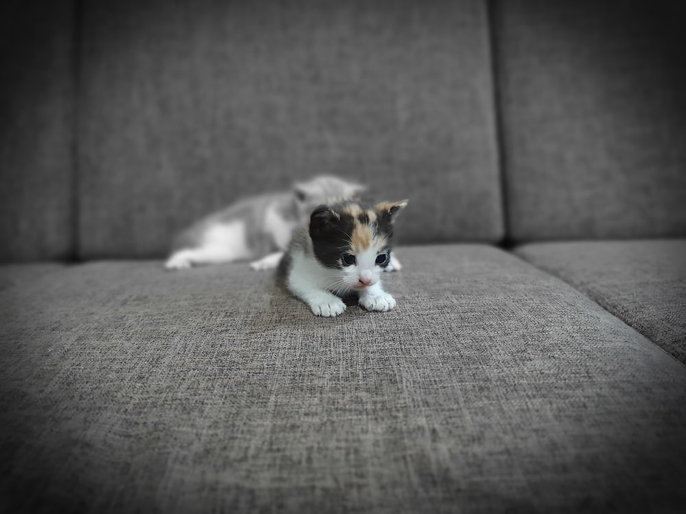 tri-color kitten on gray padded sofa