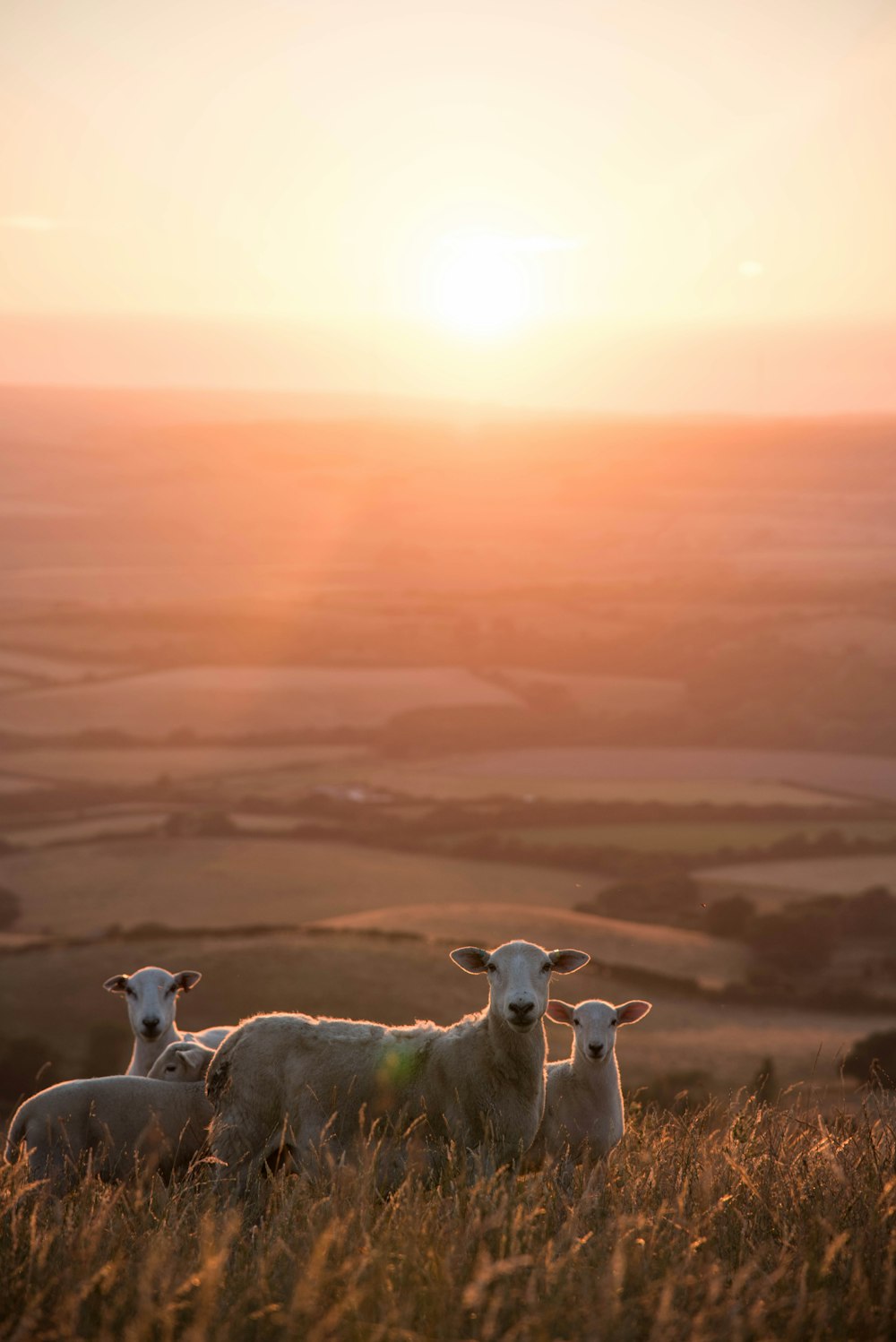 flock of sheep on the field