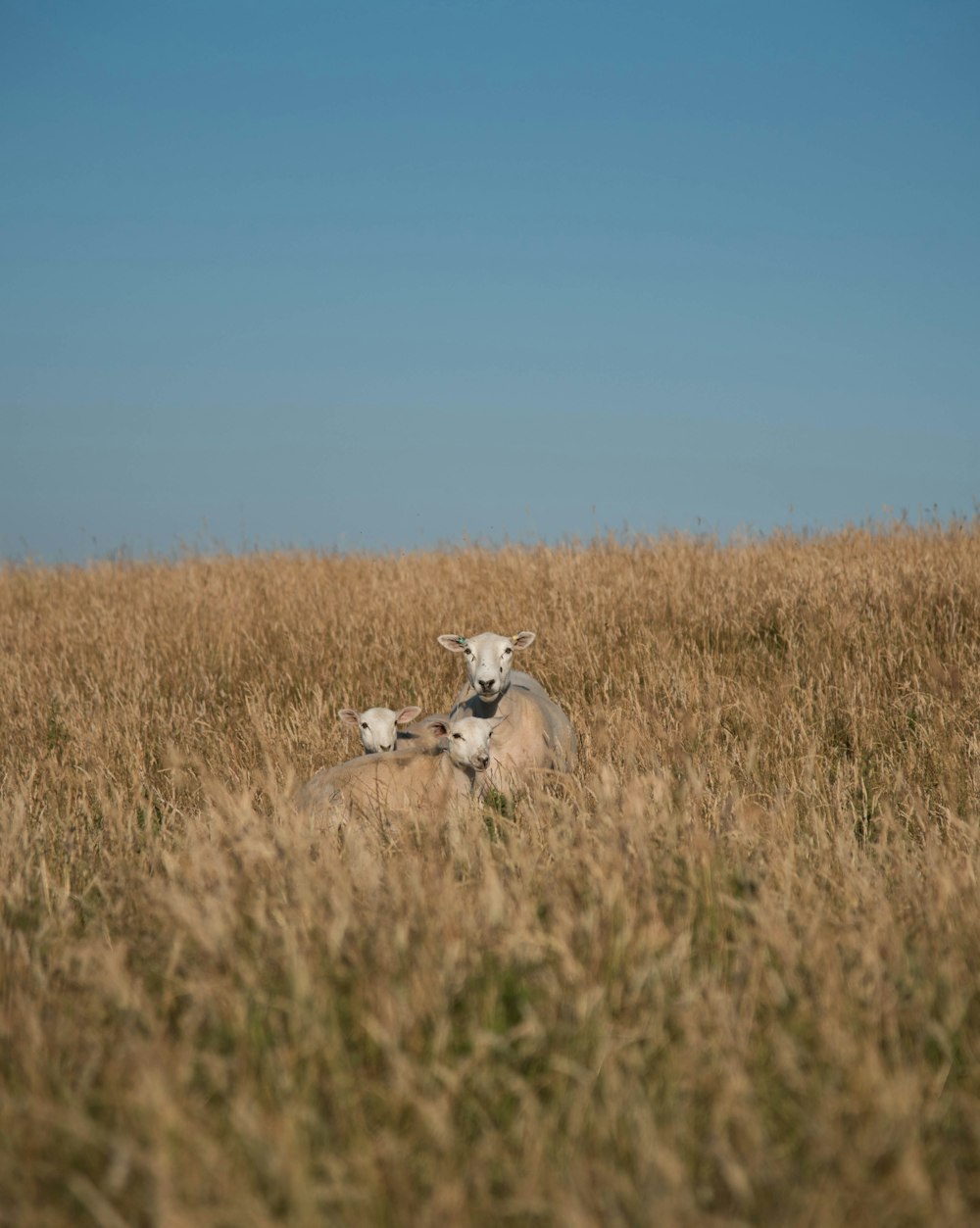 three white goats under clear blue sjy