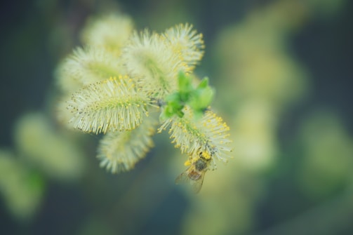 A close-up shot of a bee on a fluffy, yellow-green flowering plant. The image has a soft focus background with bokeh, highlighting the delicate details of the plant and the bee collecting pollen.