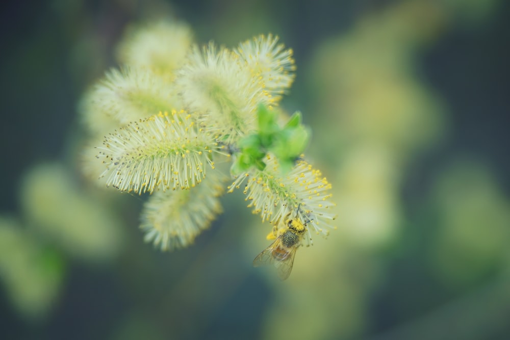 bees on flower pollen