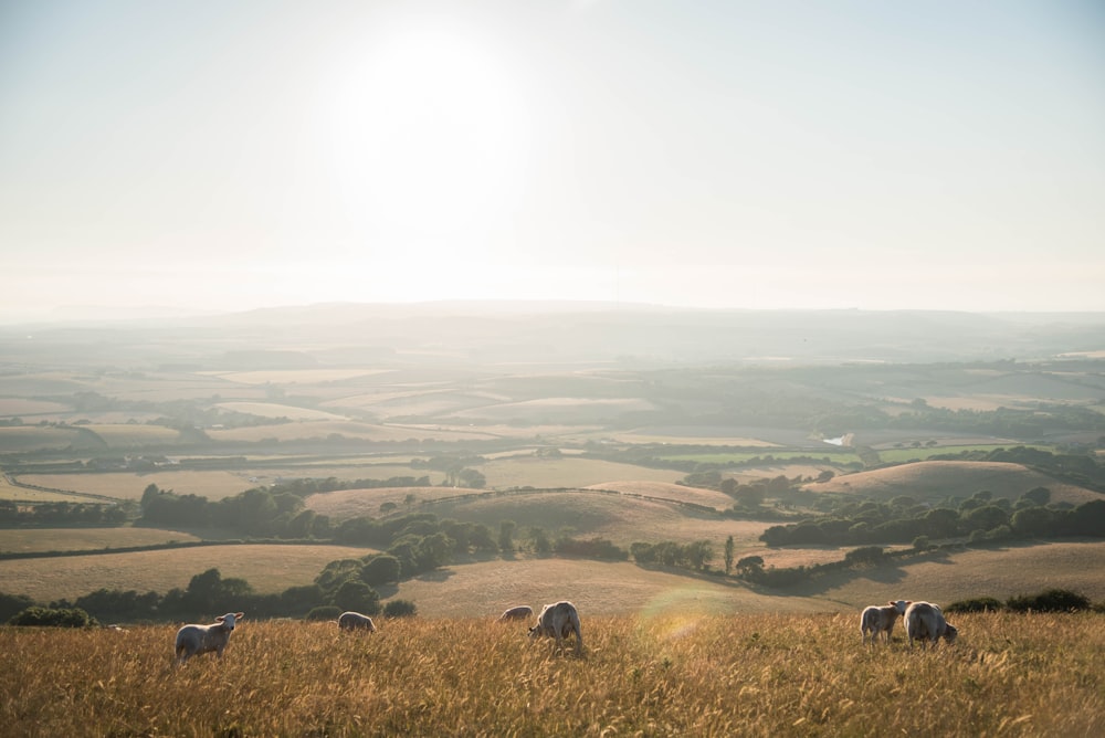 Fotografía de campo de hierba verde