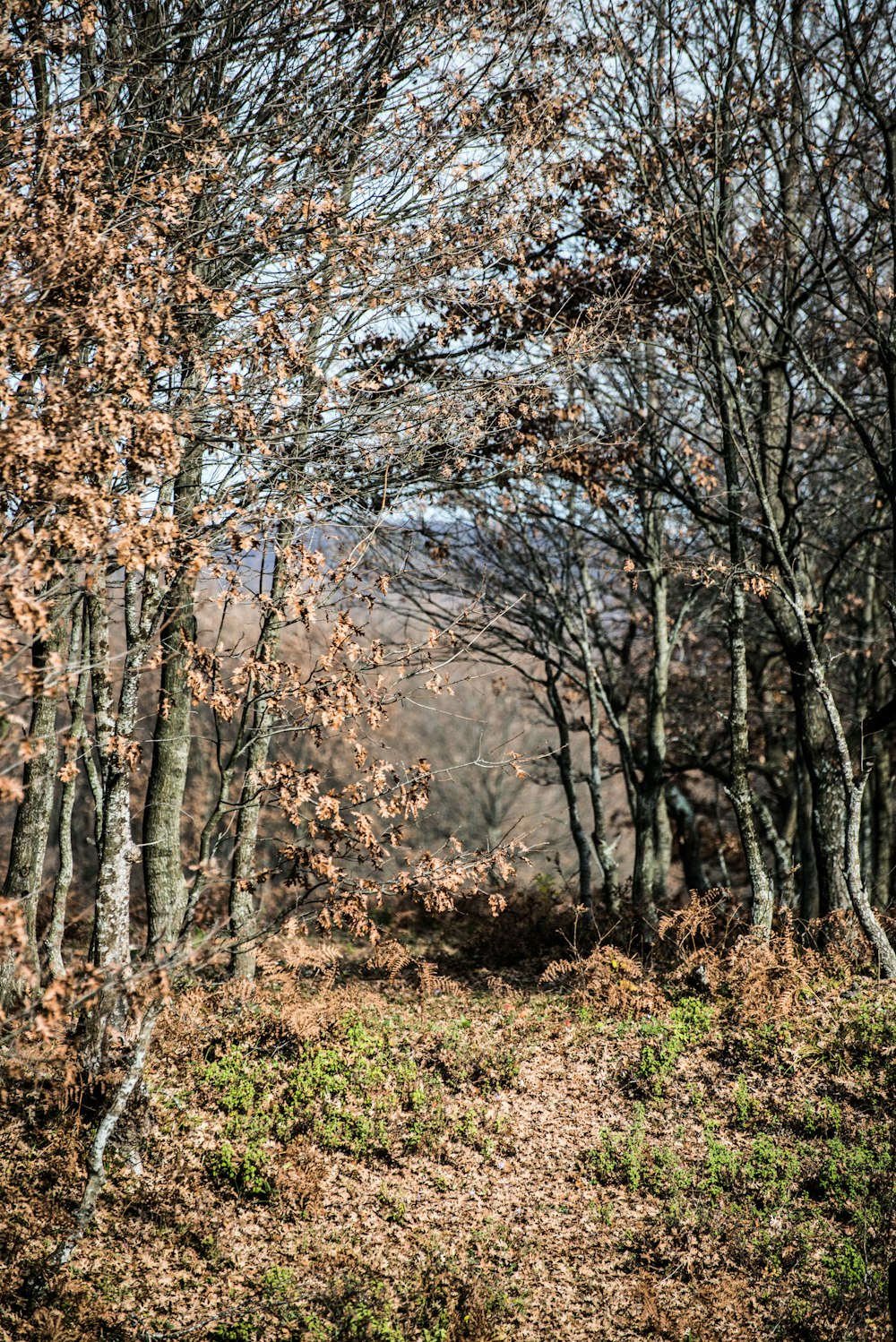 brown dried leaves trees