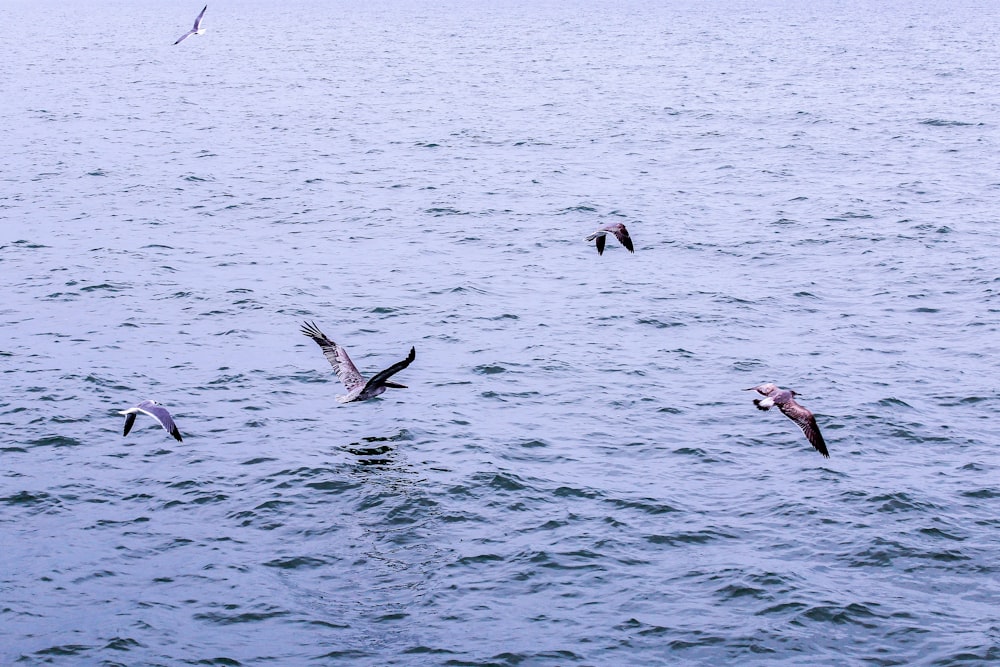 水域の上を飛ぶ鳥の群れ