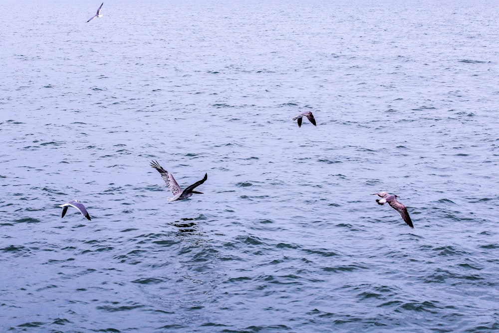 a flock of birds flying over a body of water