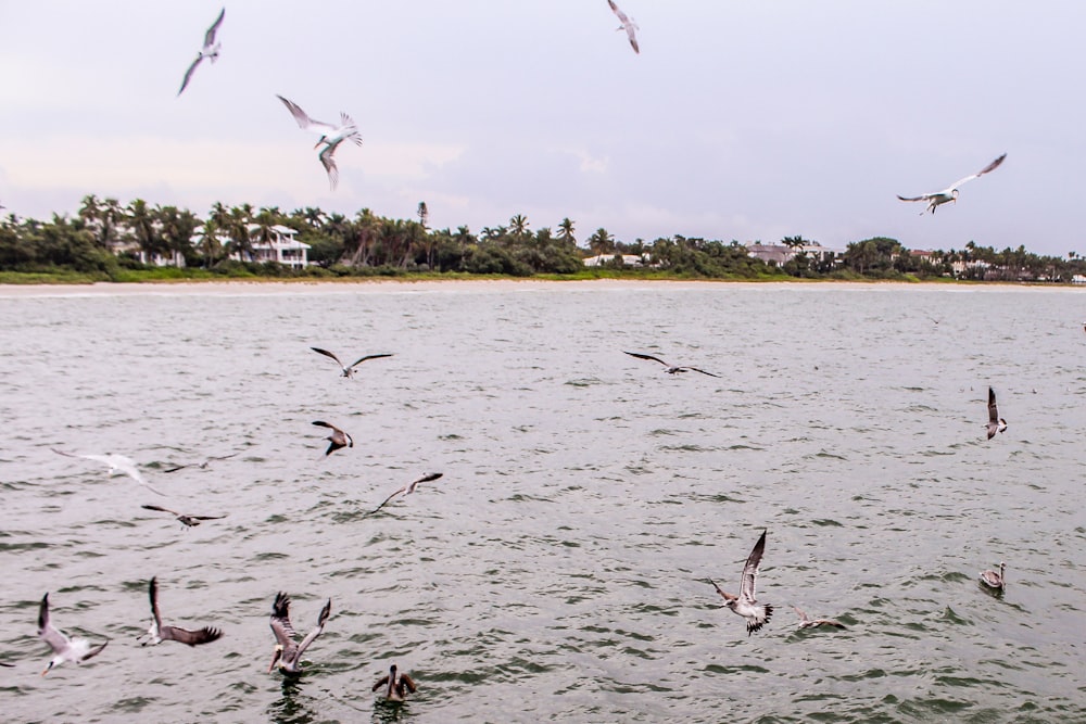 gray birds flying beside body of water