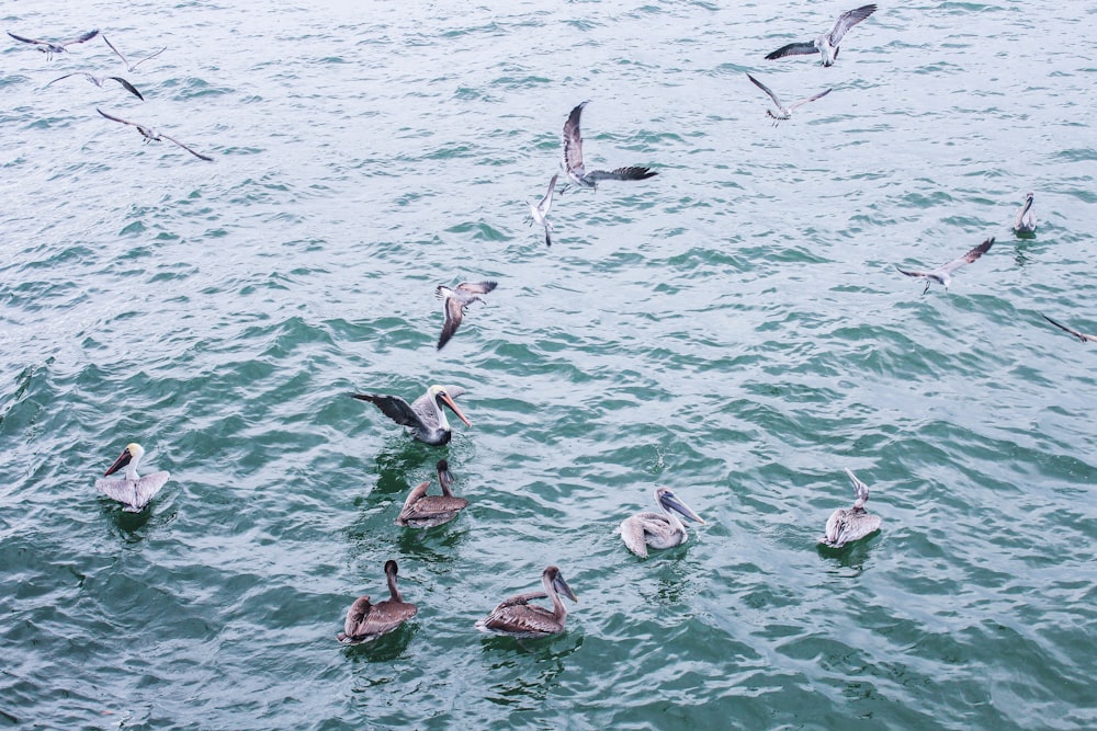 gray colored birds on body of water