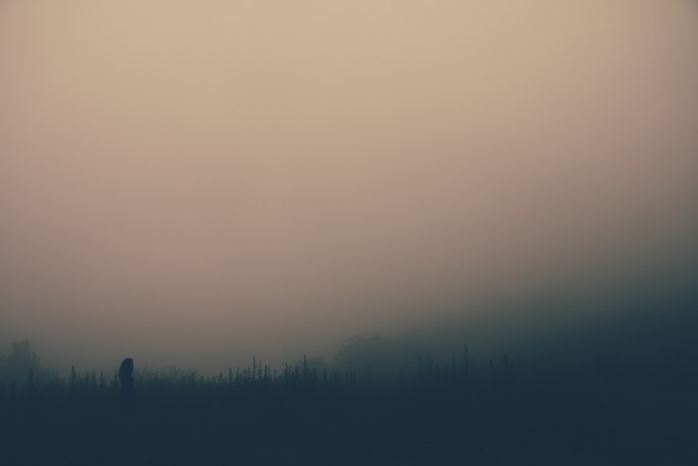 a person standing in a field in the fog