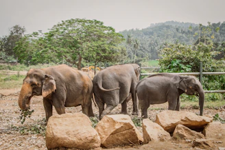 Elephants peacefully grazing near the guesthouse in a lush, green natural setting.