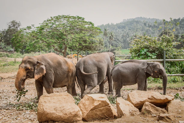 Elephants peacefully grazing near the guesthouse in a lush, green natural setting.