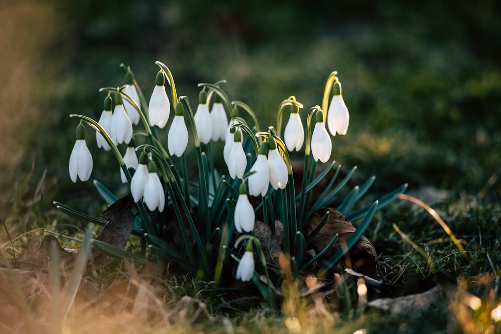 Foto de flores brancas de pétalas