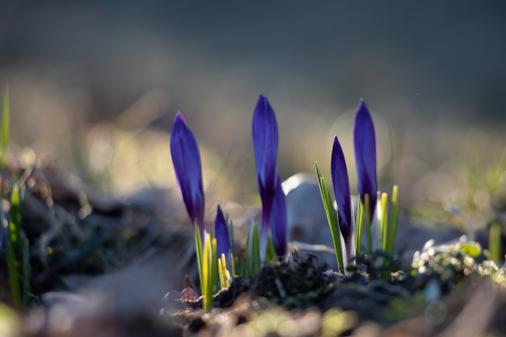 purple petaled sprout flower