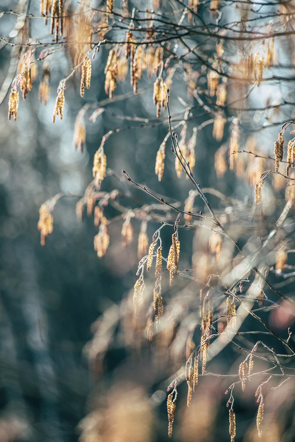 brown wilt leaves