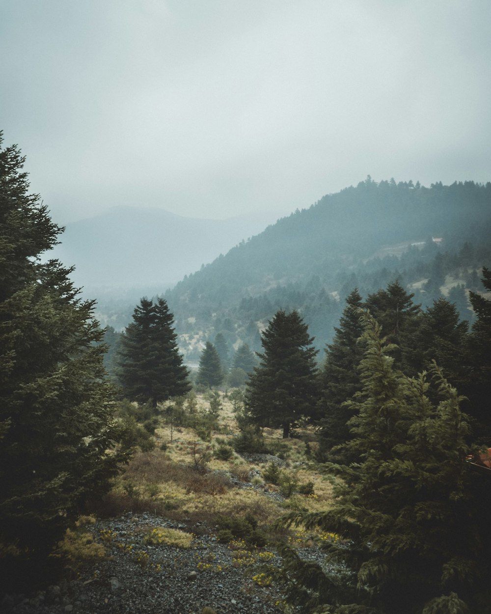 green pine trees aerial photography