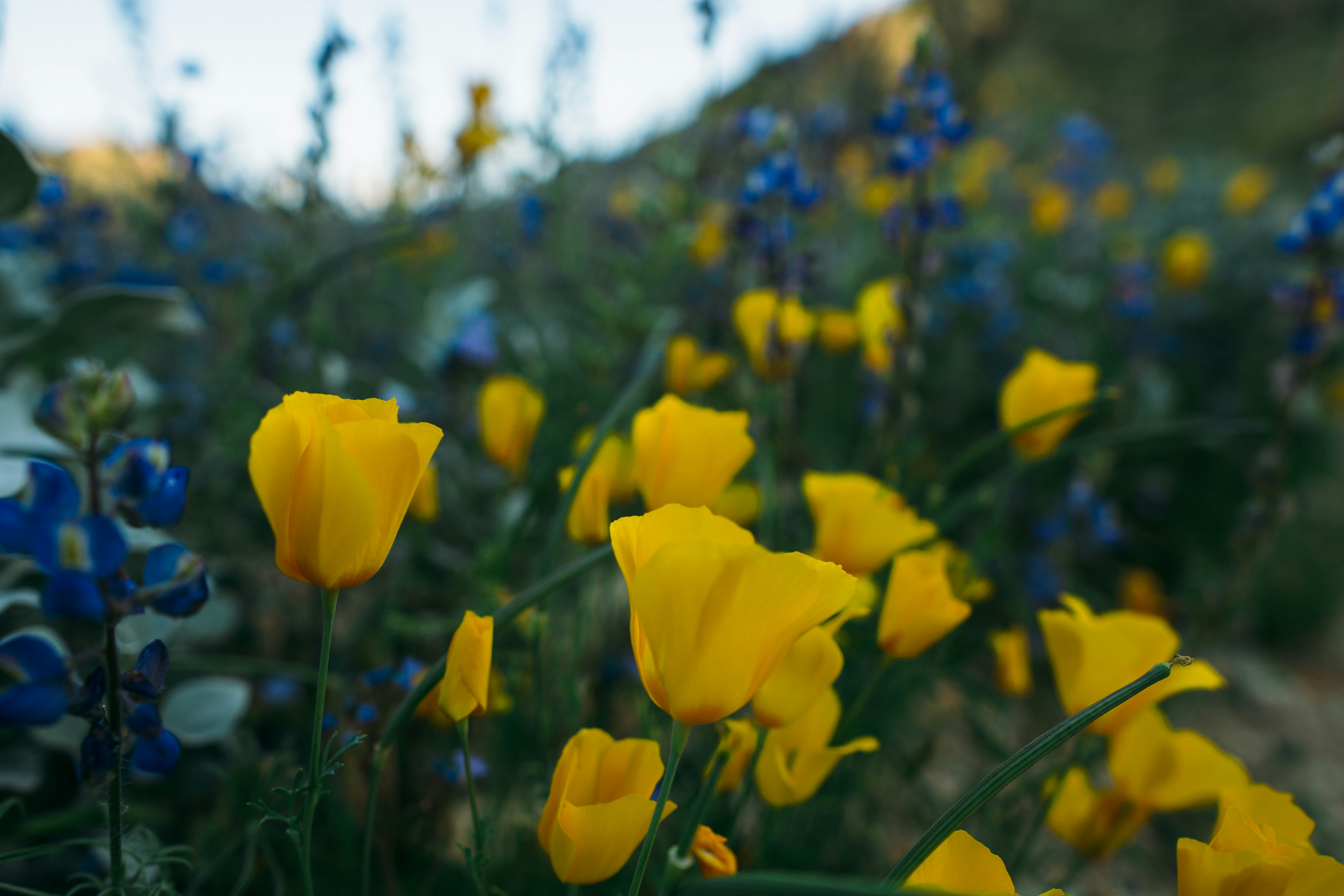 blue and yellow flowers photo Free Image on Unsplash