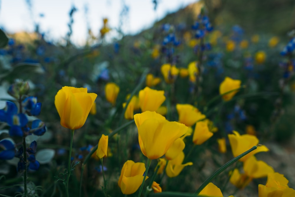 blue and yellow flowers