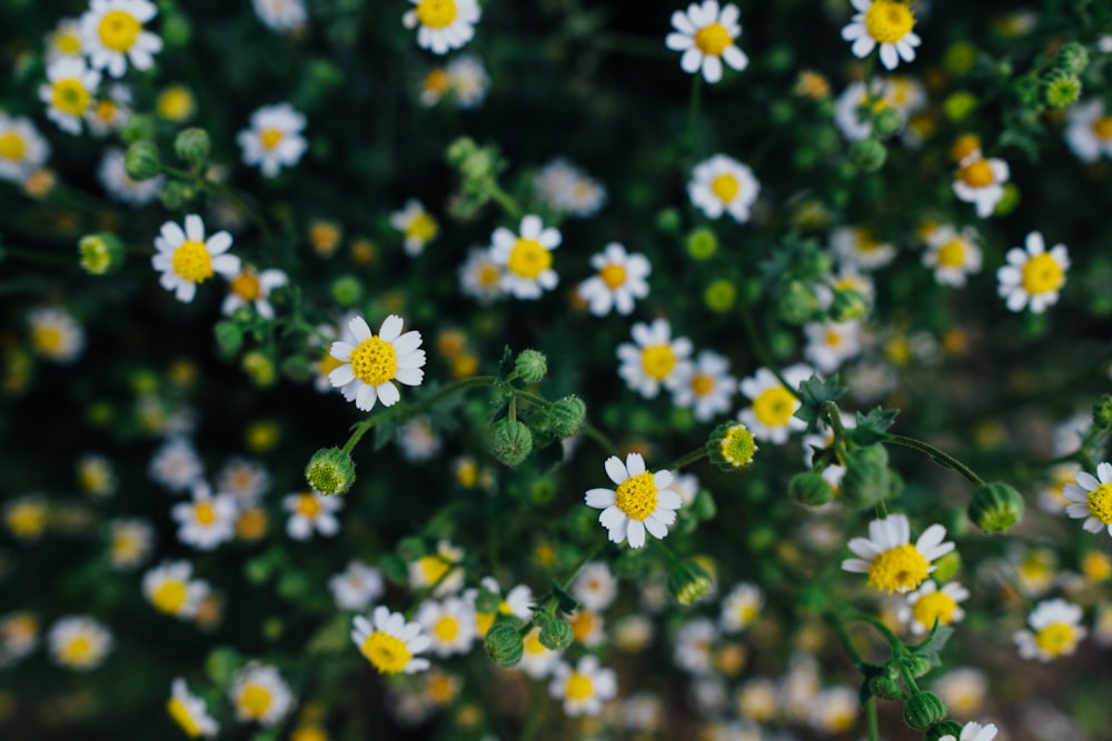 white petaled flowers