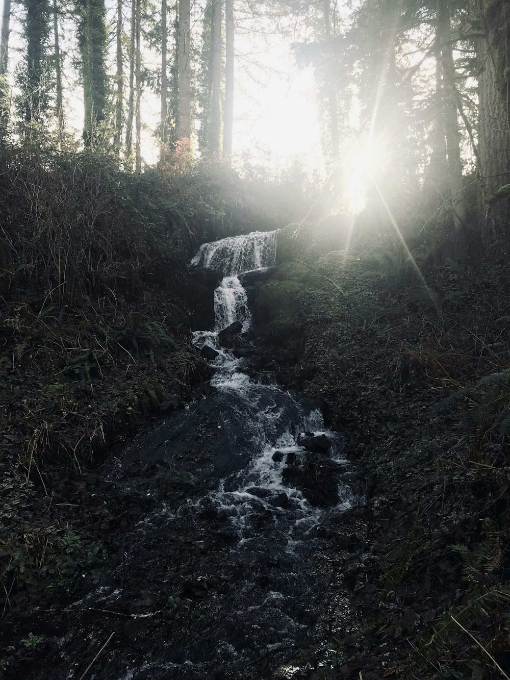 flower stream in forest during daytime