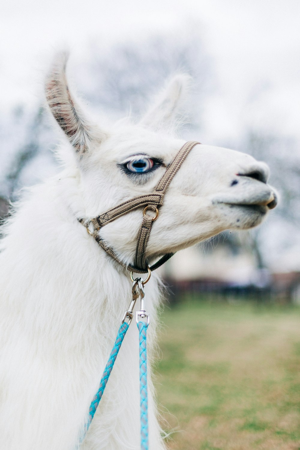 white llama with trap