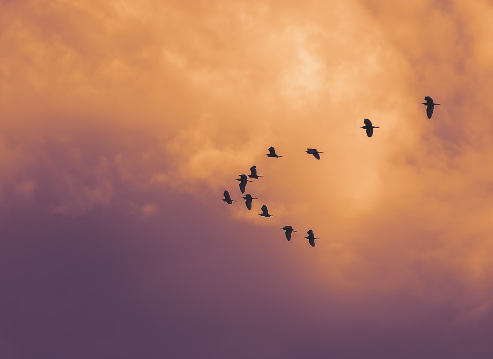 birds flying on sky